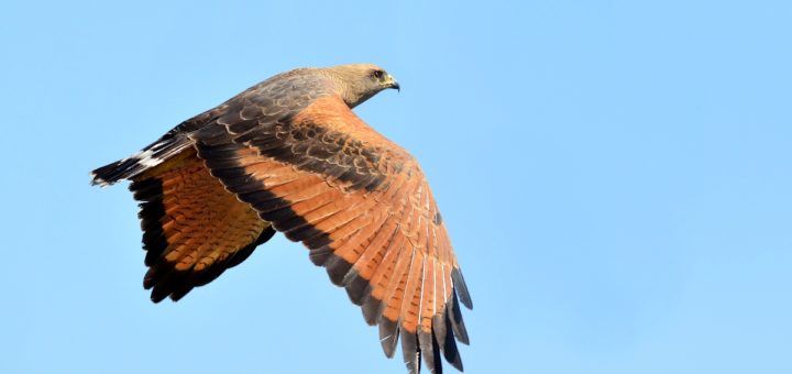 El Aguilucho Colorado, la gran ave rapaz de las sabanas subtropicales