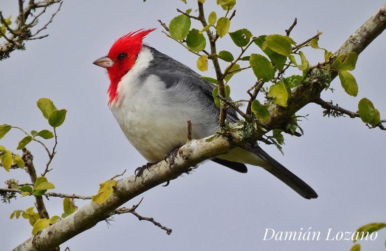 Conocé al Cardenal y Cardenilla, aves que colorean de rojo el monte y las riberas del norte argentino