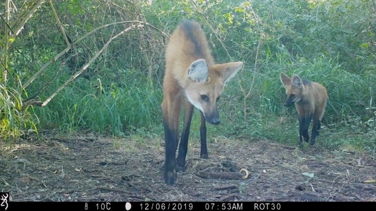 Valor ambiental: registran la presencia del Aguará Guazú y Pecarí Quimilero en el Parque Nacional El Impenetrable