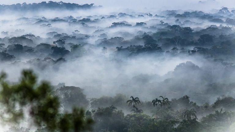 La destrucción de la selva tropical aumenta un 12% en 2020, según Global Forest Watch