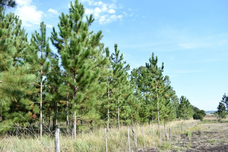 Oportunidad laboral: Depimiel busca un técnico forestal o agrario para control de cosecha en Candelaria, Misiones