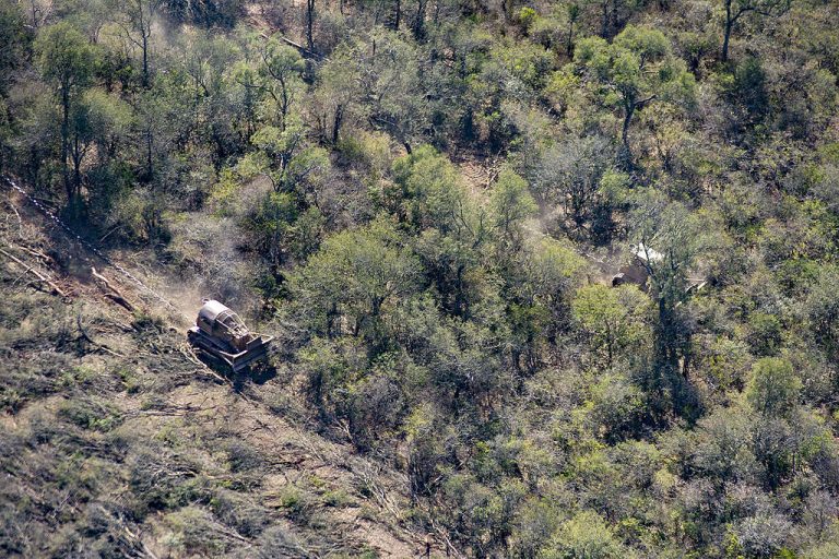 Informe de Greenpeace nuevamente expone que la mayor deforestación del país se registró en Santiago del Estero, Chaco, Formosa y Salta en 2019