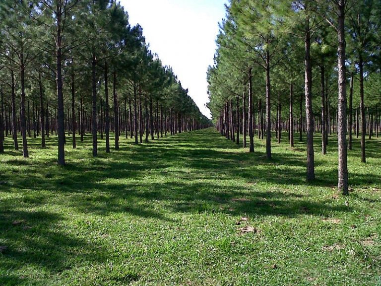Seguro Verde: Corrientes cerró 2019 con una cifra récord de pagos por $224 millones en aportes no reintegrables para forestación