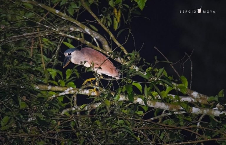 Sergio Moya registró una Garza Cucharona en el Parque Nacional Iguazú