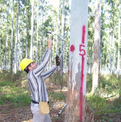 INTA: investigadores obtienen mejores resultados de estudios de las propiedades de la madera «con el árbol en pie»