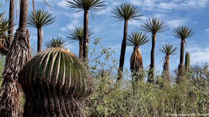 México promueve el arraigo y desarrollo local en zonas rurales con programa de reforestación y empleo