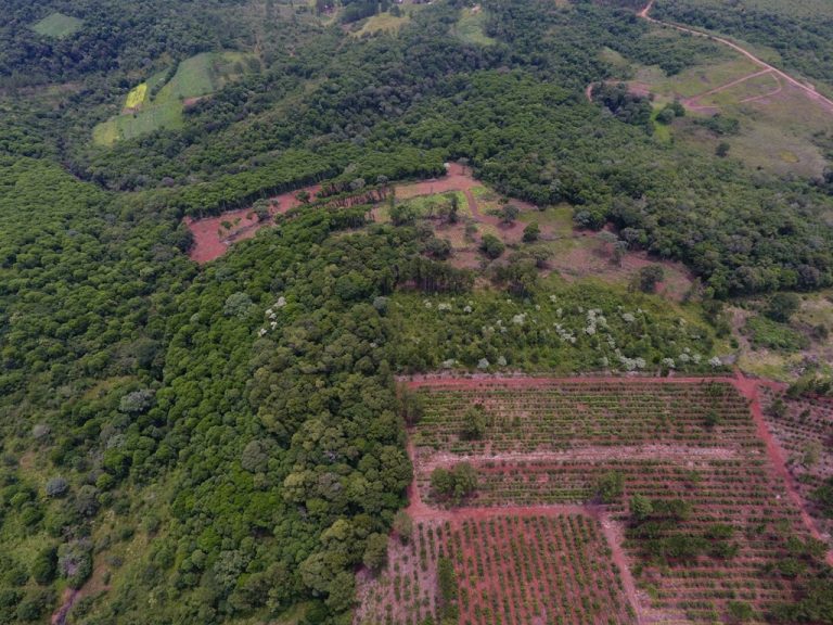 El Corredor Verde, el último remanente continuo de Selva Paranaense en el mundo, está fragmentado y esto compromete el agua y los alimentos en Misiones