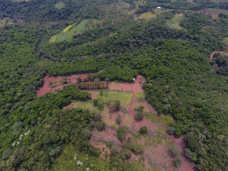 #InformePlanetaVivo: La alarmante reducción de la biodiversidad está vinculada al cambio de uso de suelo