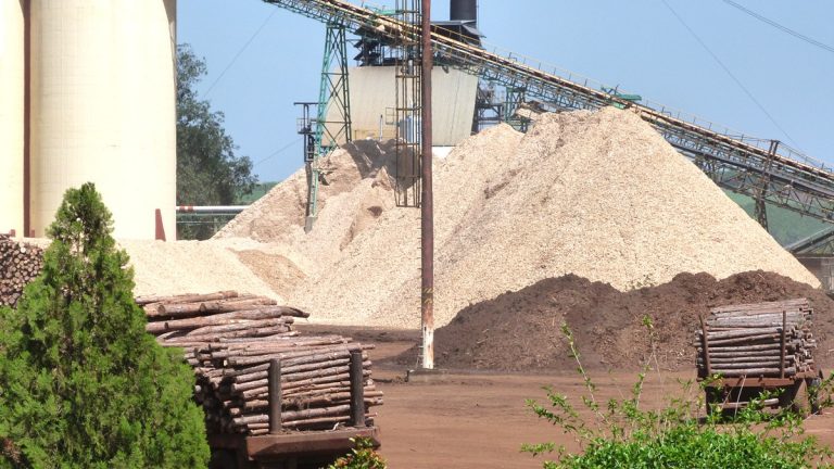 Los bosques nativos no se utilizan para la producción de celulosa y papel…¿no lo sabías?