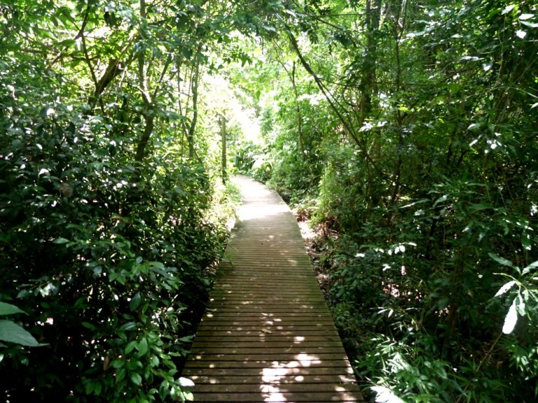 Santiago del Estero: XIX Seminario «Día Mundial del Ambiente» se dictará en modalidad virtual por la Facultad de Ciencias Forestales de la UNSE