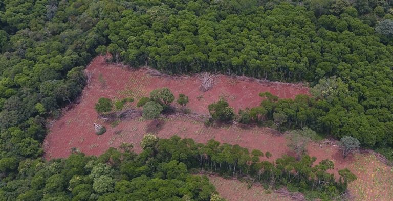 Crisis climática | Después de las guerras y la inflación, la tala ilegal de bosques sigue entre las principales preocupaciones del ciudadano, según encuesta de IPSO