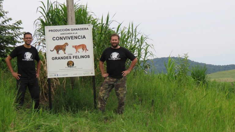 Conservación: en el último año no se registraron ataques de Yaguareté a vacas en los potreros adaptados en zonas vecinas al parque provincial Salto Encantado
