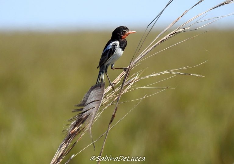 Especies en peligro de extinción: Yetapa de collar, un ave emblema de los pastizales