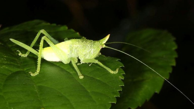 Biodiversidad: nueva especie de saltamonte fue registrado en el Parque Nacional El Impenetrable