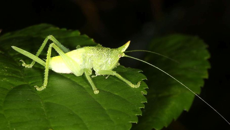 ElImpenetrable Nueva Especie1