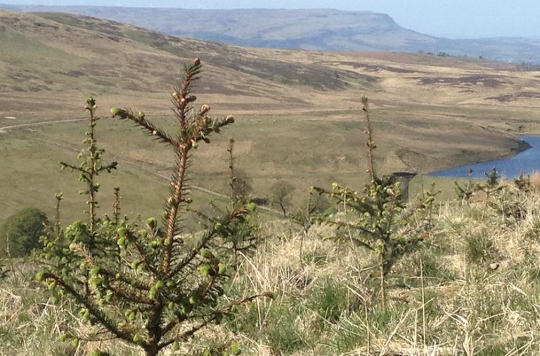 Inversiones en bosques en Escocia: «Se viene una nueva era dorada para la silvicultura del país»
