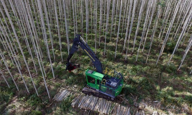 Oportunidad Laboral: empresa de transporte y cosecha forestal de Garuaphé lanzó convocatoria para cubrir puestos vacantes