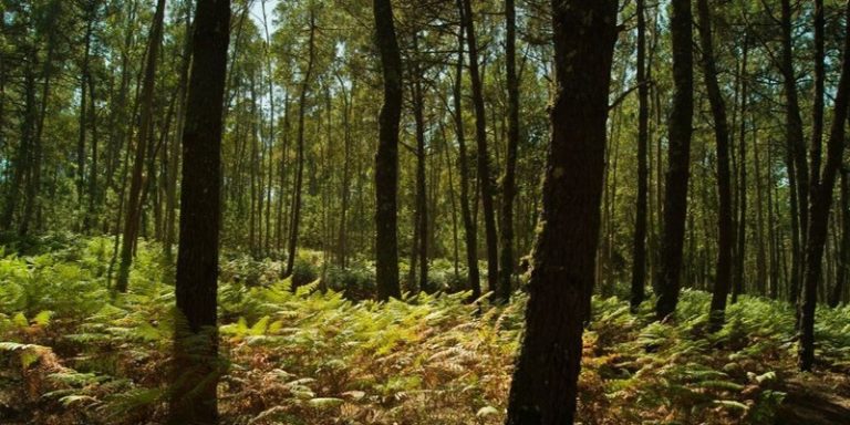 Galicia logra certificación forestal FSC para tres de sus montes, que incluyen medición de captura y almacenamiento de carbono