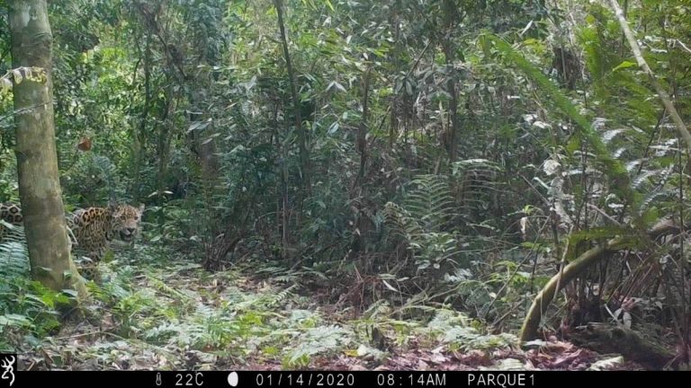 Península, una de las áreas naturales protegidas elegidas por los yaguaretés para su desplazamiento en la Selva Misionera