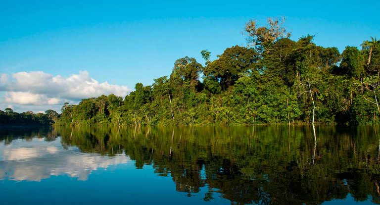 Perú adjudicará en 2020 cerca de 8 millones de hectáreas de bosques a inversores privados