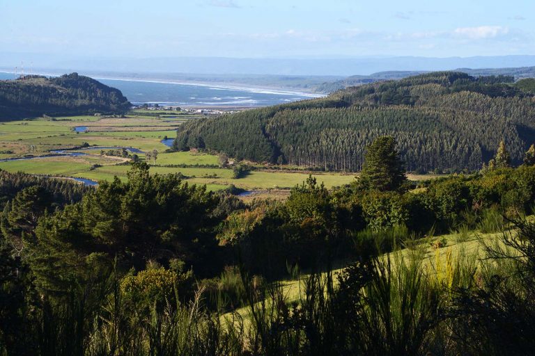 #CambioClimático: «El sector forestal puede llegar al 100% de captura de emisiones», sostiene el chileno Juan José Ugarte