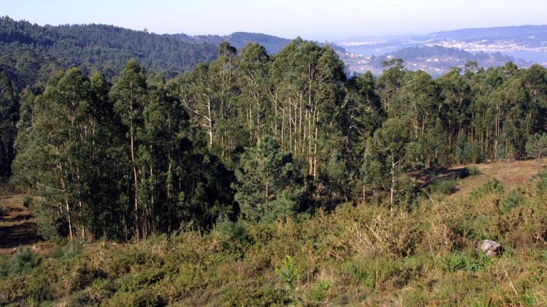 La adaptación al cambio climático revela múltiples usos de la celulosa