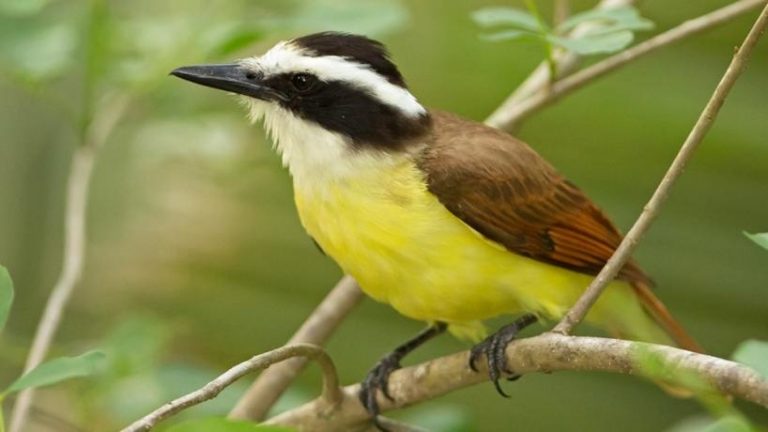Tucumán: expertos lilloanos ayudan a descubrir cuáles son las aves que visitan los jardines o balcones en tiempos de cuarentena 