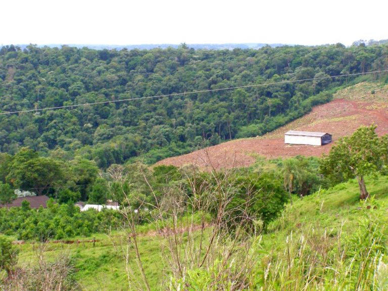 La fragmentación de bosques tropicales agrava la emisión de carbono