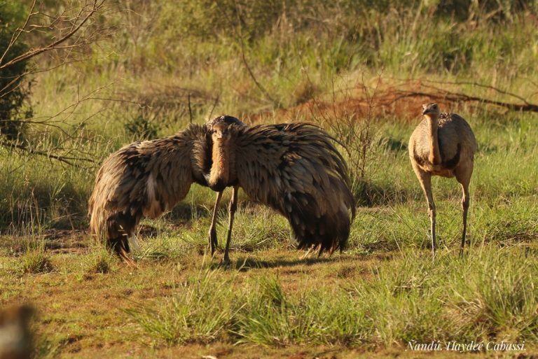 El ñandú, una especie que habita en los campos misioneros y las sabanas chaqueñas