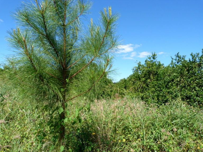 Webinar FSC Argentina: «Conversatorio sobre la Política de Pesticidas de FSC», este jueves desde las 15 hs