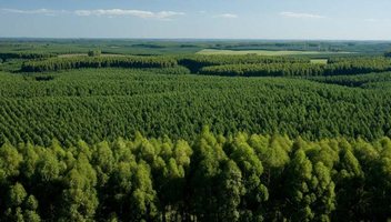Uruguay: productores forestales donarán más de 1 millón de dólares para apoyar la lucha contra el COVID-19