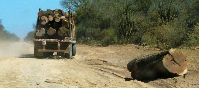 Denuncian desmontes en Formosa en cuarentena: Somos Monte y Greenpeace advierten por la explotación privada en la Fidelidad, estancia lindantes al PN El Impenetrable