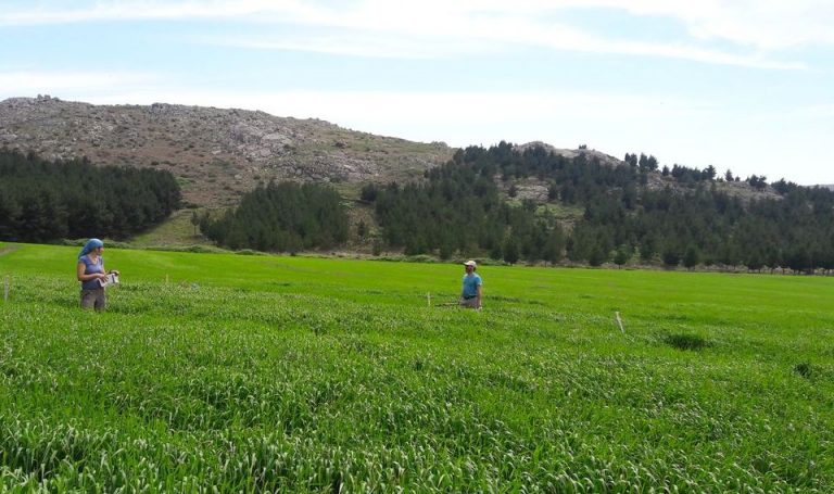 El consumo de gas metano, otro servicio ecosistémico que se logra a través de los sistemas forestales