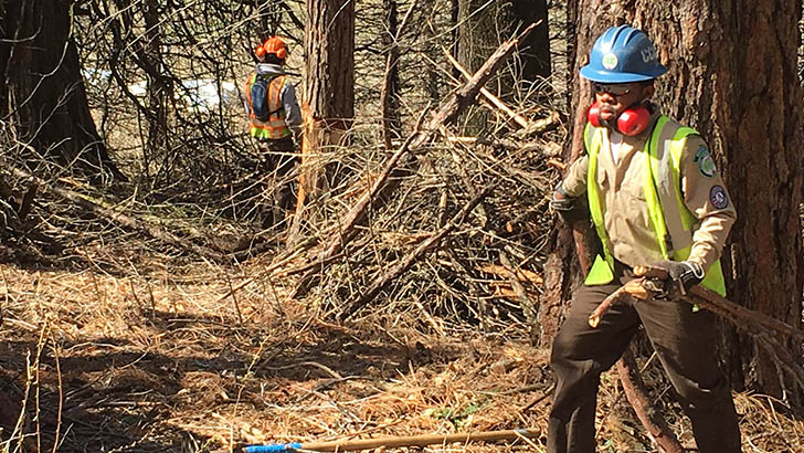 California: Productos de madera innovadores tienen potencial para bosques más saludables y beneficios de carbono en todo el Estado