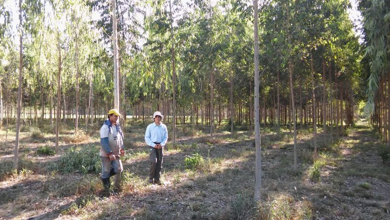 NOA: Aptitud forestal y experiencias de la Red de Ensayos Forestales Adaptativos (REFA) con especies exóticas y algunas nativas en áreas de Jujuy, Salta y Tucumán