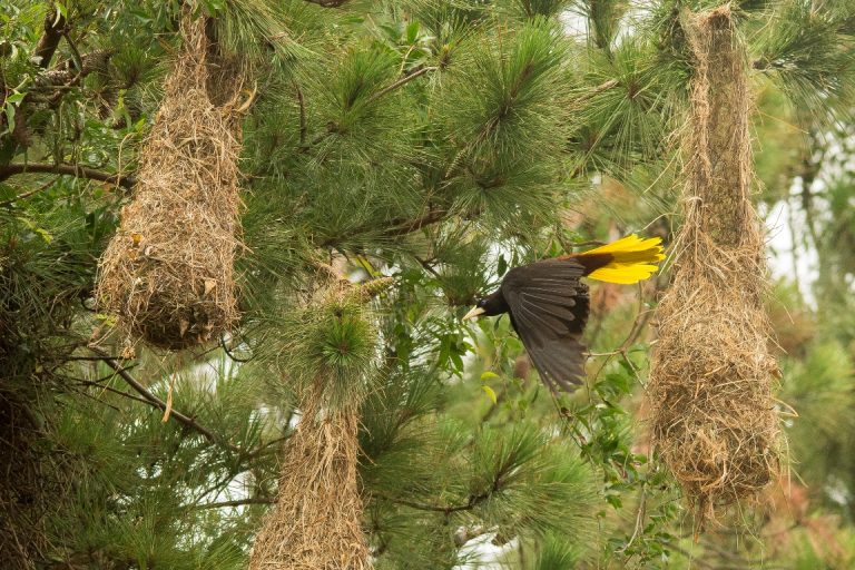 Conocé al «Yapú», una de las aves más grandes y hermosas del litoral argentino