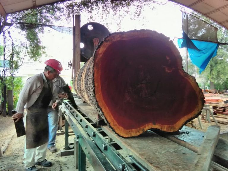 Chaco: productores e industriales forestales denunciaron una “operación mediática” de ONGs para confundir sobre desmontes ilegales con la actividad lícita con madera nativa