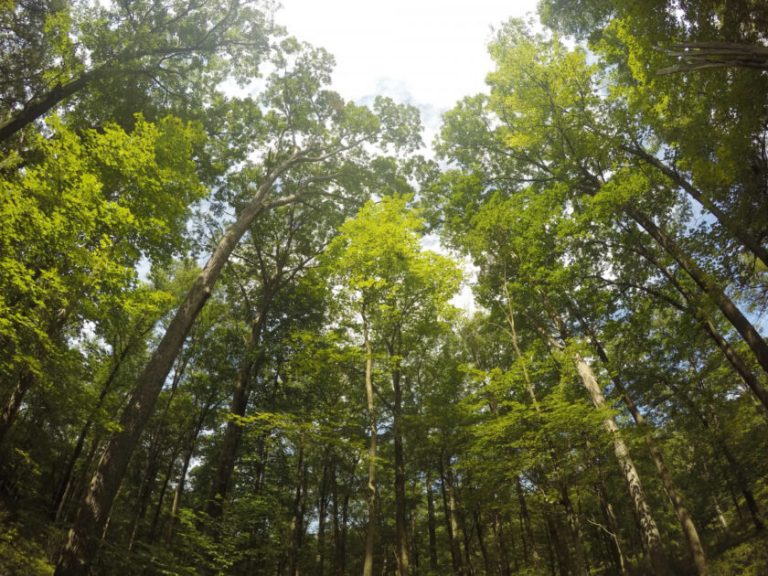 Brasil: productores forestales estiman que la venta de madera caerá este año hasta un 60%