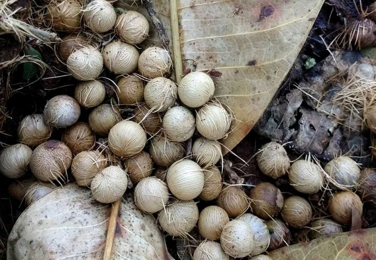 Biodiversidad: invertirán 15 millones de pesos en un proyecto de uso sustentable del bosque nativo bajo la producción de familias rurales y comunidades indígenas