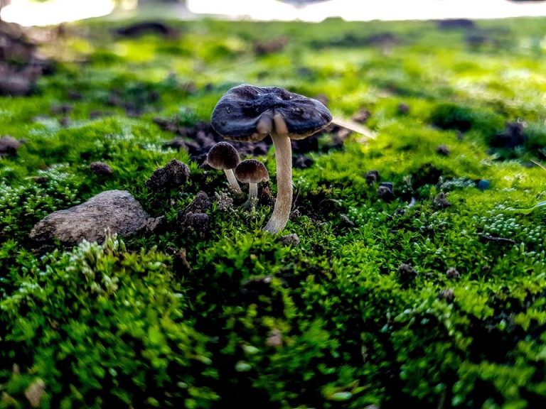 ¿La pandemia empujará a los humanos a una relación más saludable con la naturaleza?