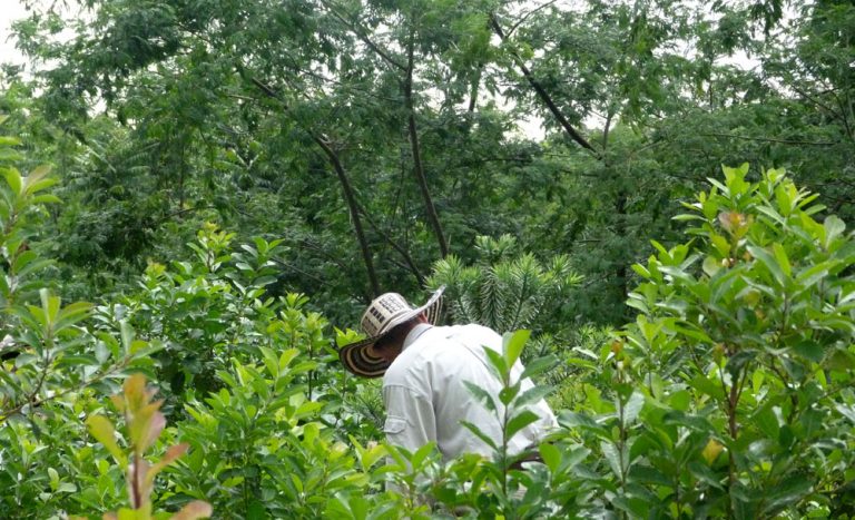 Promoción forestal: este año la Nación aún no destinó a Misiones fondos del pago del incentivo de la Ley 25.080 y la deuda asciende a más de 300 millones de pesos