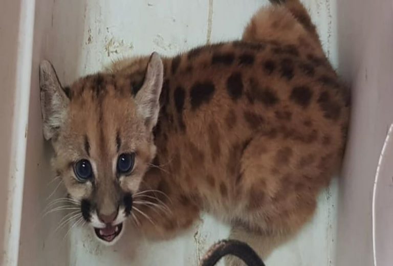 Paraguay: Fiscalía de Delitos Ambientales rescata a cachorro de puma que era ofrecido para la venta a través de WhatsApp