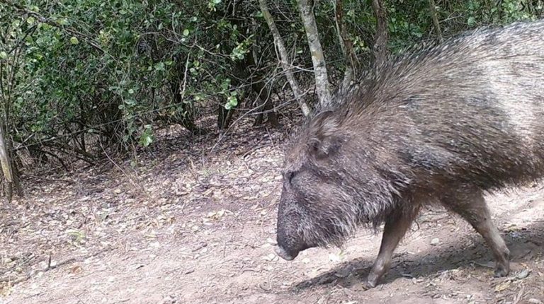En el Parque Nacional El Impenetrable «baqueanos» registraron a una familia pecarí Quimilero, especie en peligro de extinción