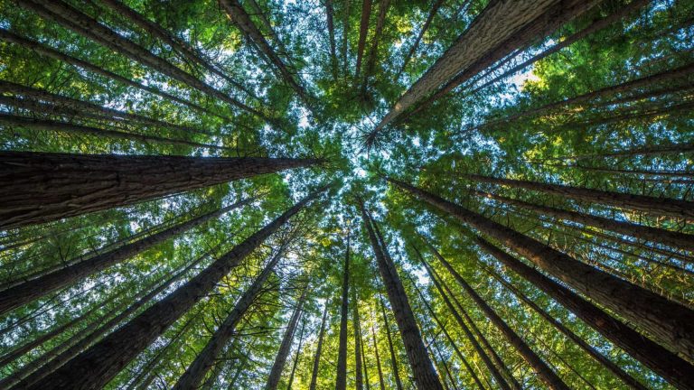 Portugal: el sector forestal mantiene su actividad a pesar de la pandemia por COVID-19 en Europa y asevera que es «estratégico» para la recuperación