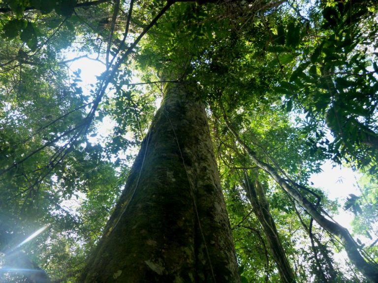 Cambio climático: los bosques en zonas tropicales de América del Sur han comenzado a perder más carbono del que acumulan