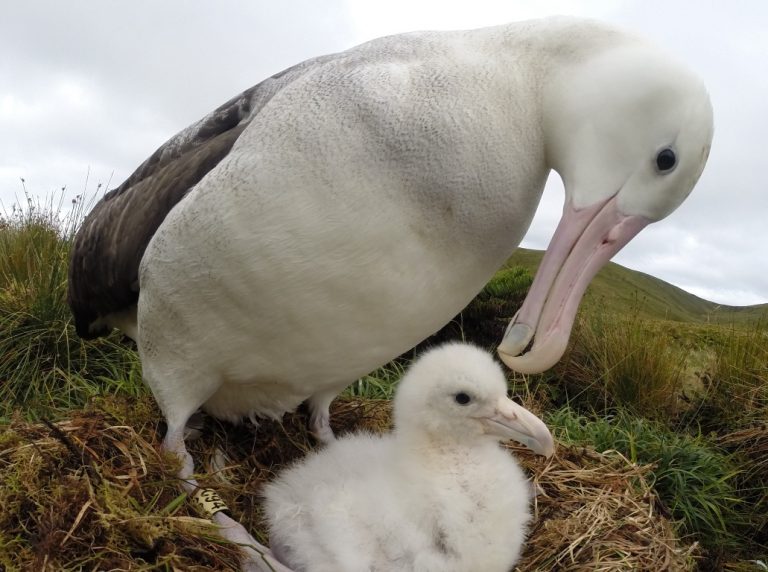 Día Mundial de los Albatros, las aves más grandes del mundo y en peligro de extinción