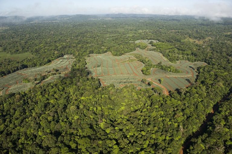 Green Gigaton Challenge: alianzas basadas en la restauración, la clave en la lucha contra la deforestación 