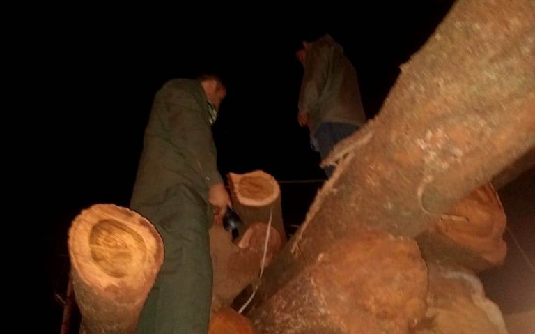 Misiones: en un control forestal retuvieron transporte con rollos de madera nativa sin guías ni aval de circulación en Leandro N. Alem