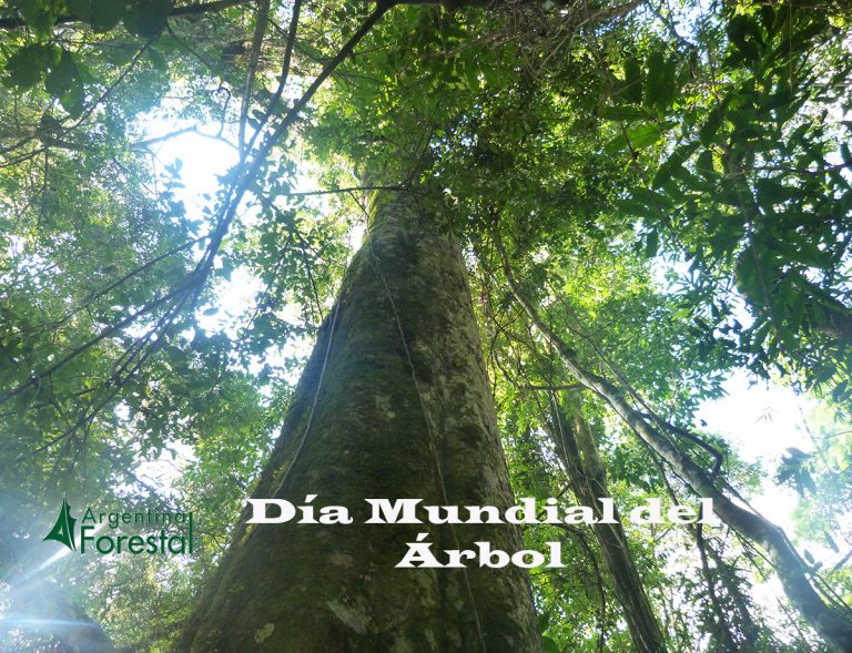 Los árboles, fuente de oxígeno y servicios ambientales para la supervivencia de la humanidad en el planeta