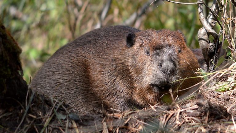 La invasión del castor en Tierra del Fuego: una amenaza para la industria forestal y la conservación